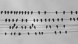 Birds (pigeon) on a wire. Photo by Mitchell Luo on Unsplash